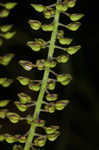 Field pepperweed